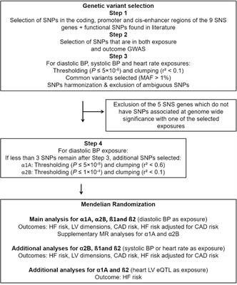 Unraveling the relationships between alpha- and beta-adrenergic modulation and the risk of heart failure